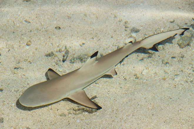 法属波利尼西亚球员在比赛中表现优异 法属波利尼西亚球员在比赛中表现优异